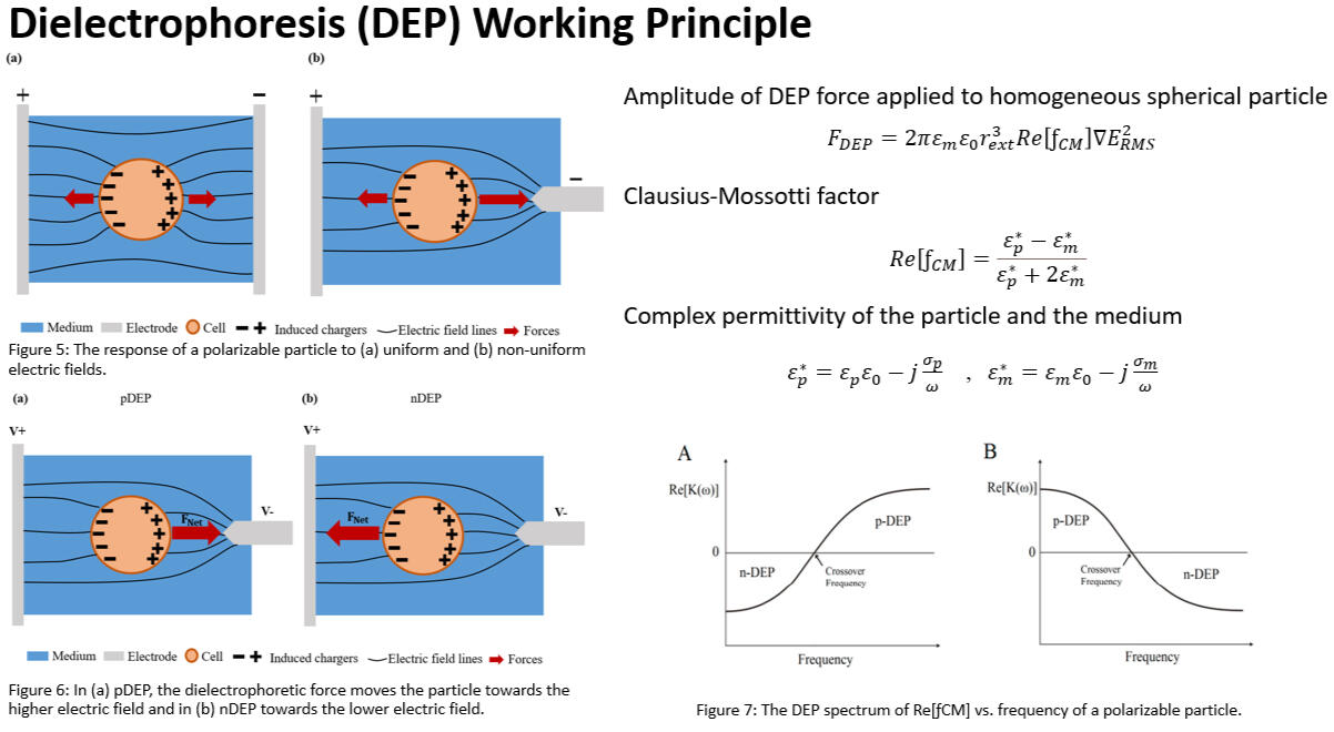 The dielectrophoresis (DEP) working principle and the governing equation and background theory.