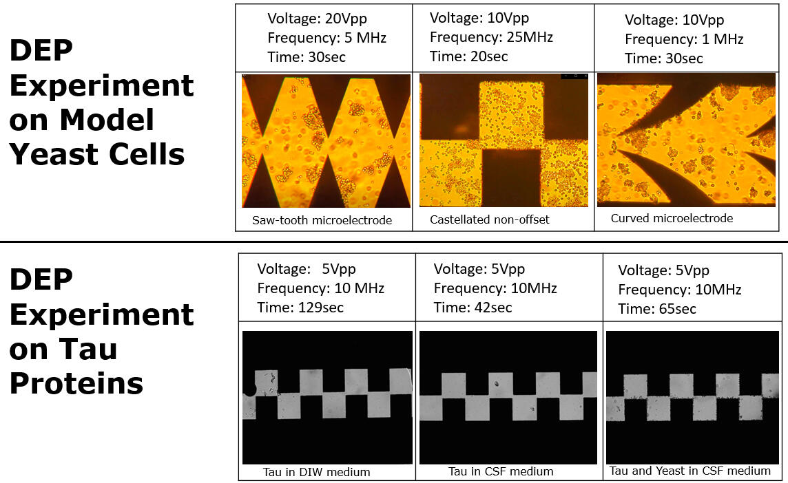 Dielectrophoresis experiment conducted on yeast cells and Tau protein with different set of configuration parameters.